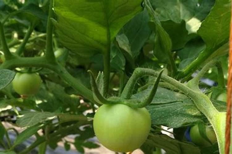 种豆角需要使用什么肥料,注意哪些问题？