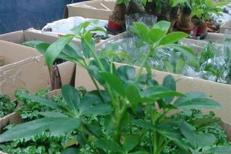 夏天要这样给花施肥