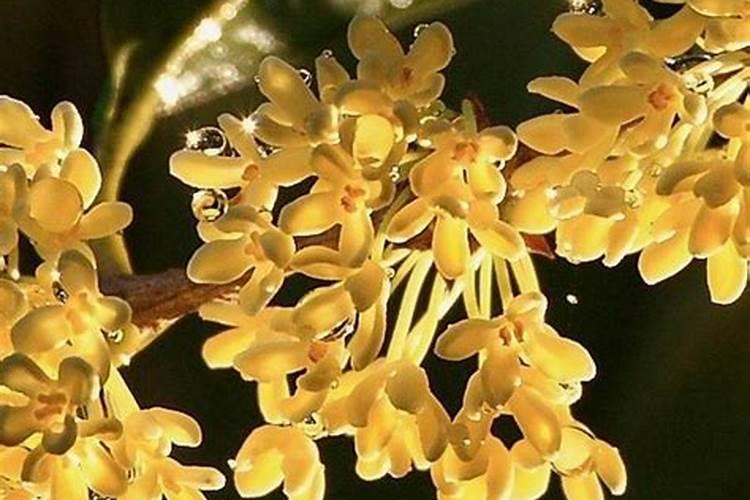 巧棵力颗粒水溶肥为何能“走红”？