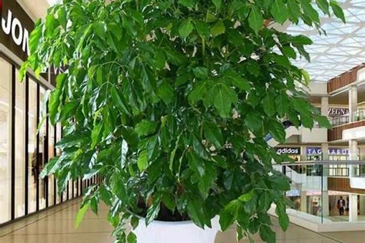 绿化树苗需要什么肥料快成长