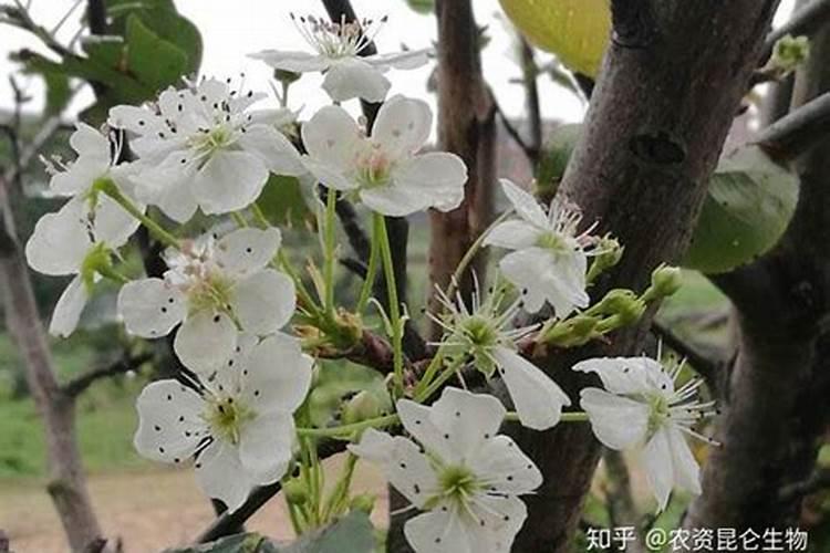 辣椒苗床氮肥多怎么办