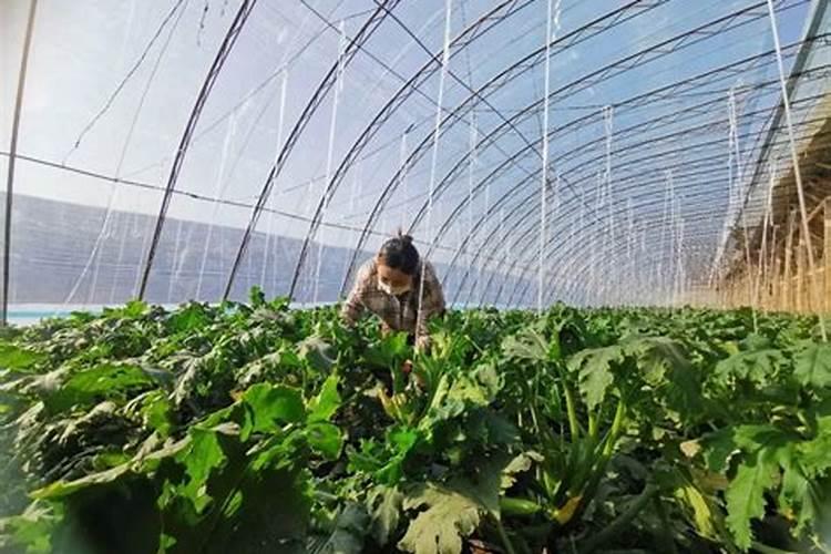 茶花专用水溶肥好不好