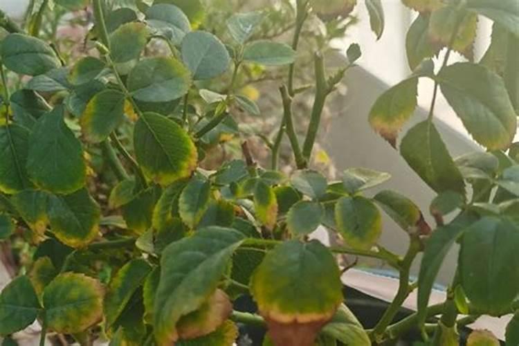 如何才能知道月季缺肥？