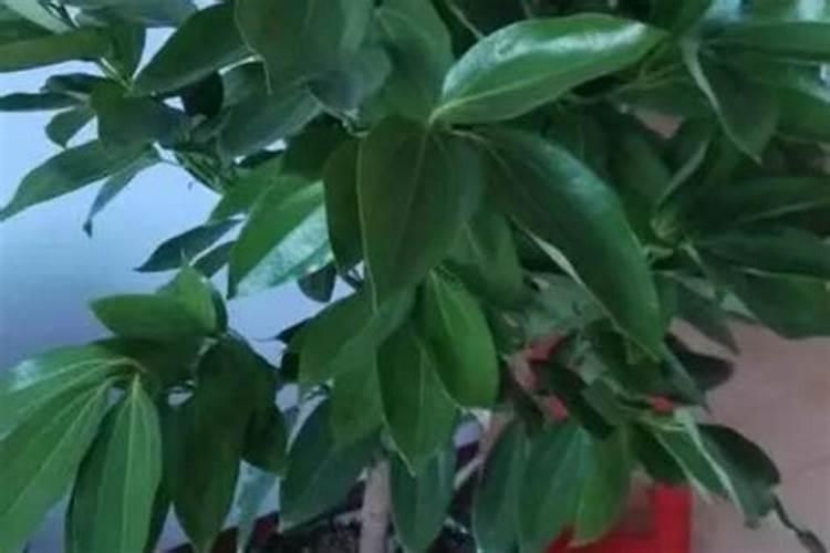 平安树怎么养护与浇水