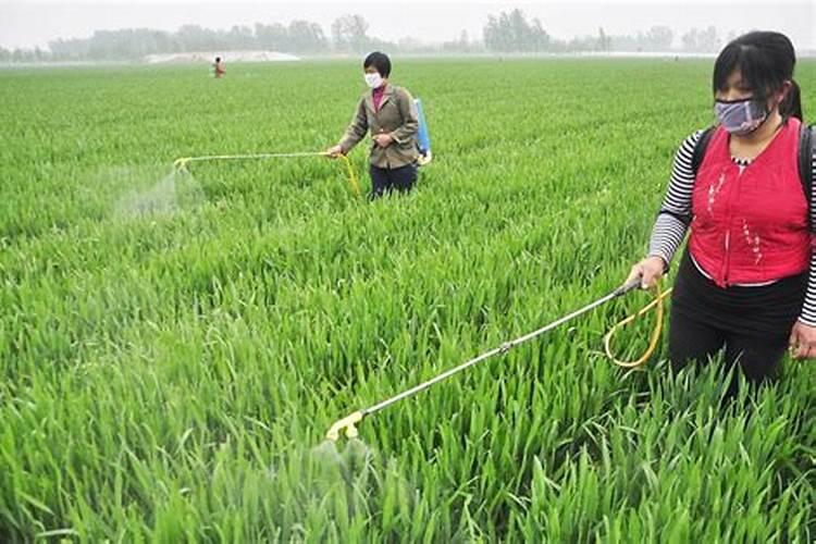 施倍多水溶肥多少钱一公斤？