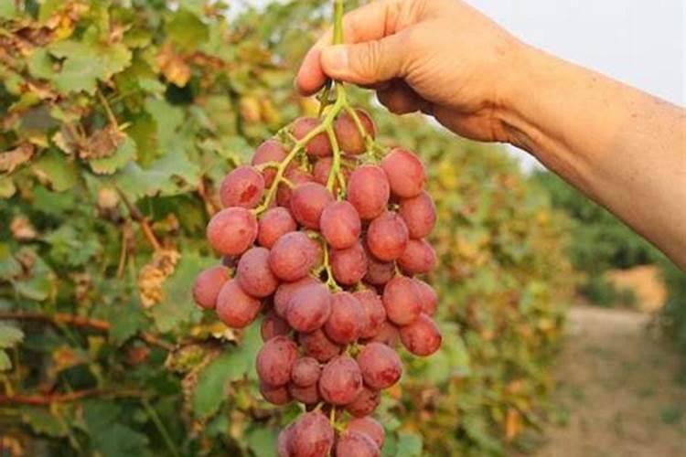 葡萄树施用什么肥料能达到最优效果
