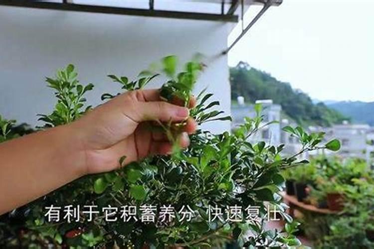 米兰开完花如何修剪开花越来越多