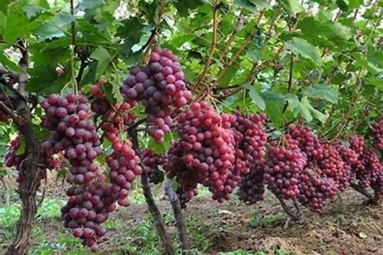 种柑橘用什么肥料最好