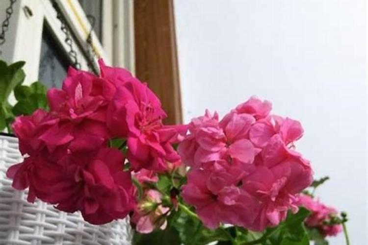 迎春花怎么让主干长粗