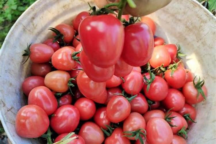 虽说钾肥是西红柿关键!但也不可“贪杯”哦!!