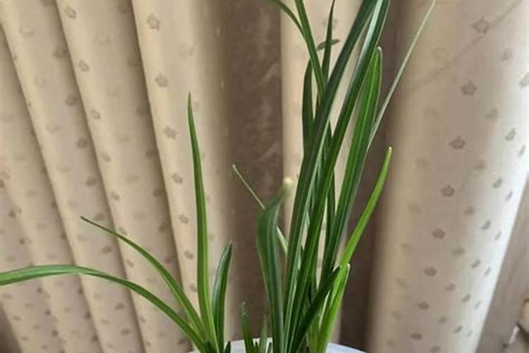 蝴蝶兰用二胺可以吗