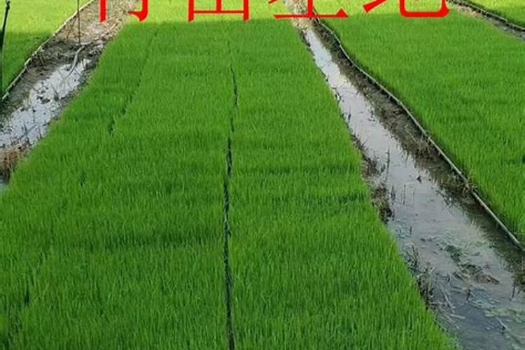 种水稻用什么肥料最好