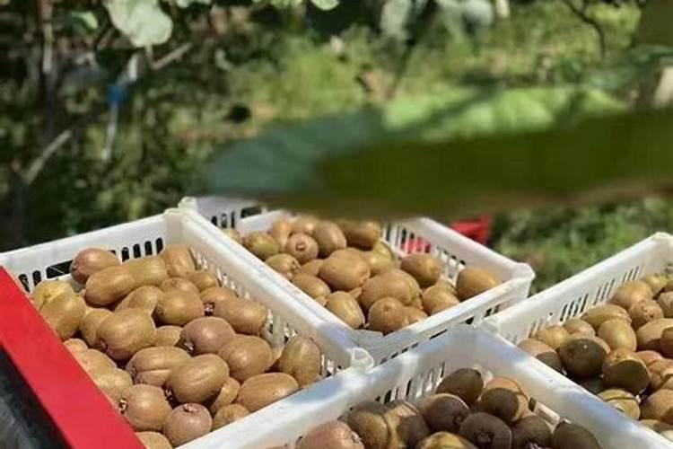 果树刚施完肥总是浇水吗