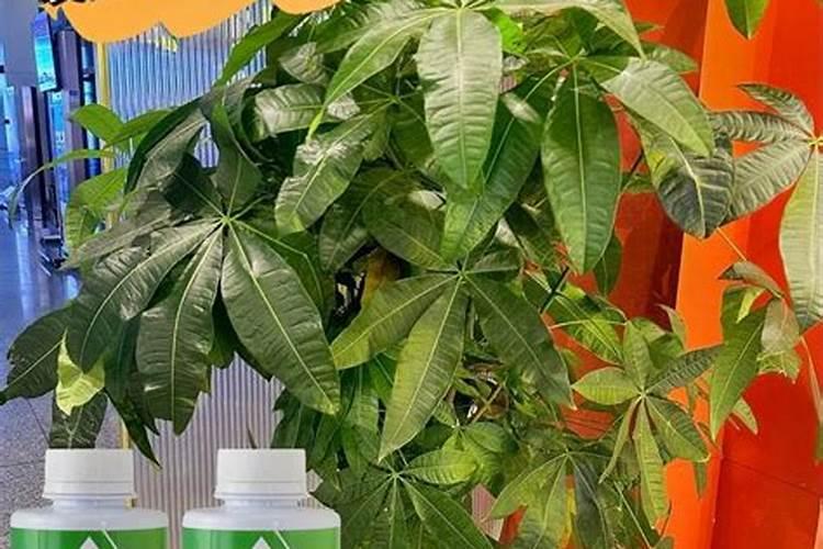 发财树怎样施肥生长旺盛