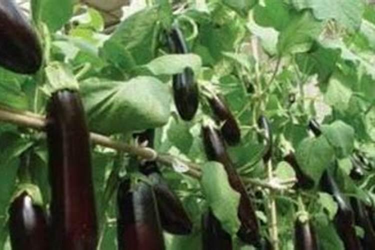 越夏茄子如何追肥能延长产期？