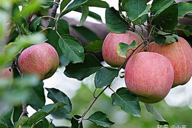 大豆荚不实怎么施肥