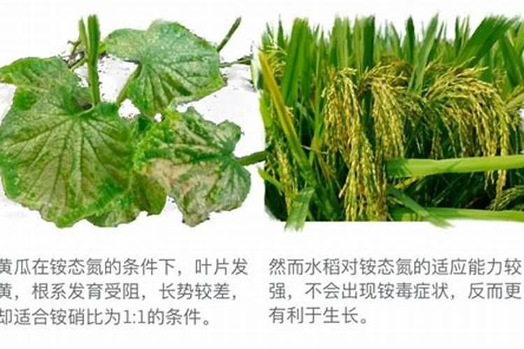 给大树施肥的正确方法
