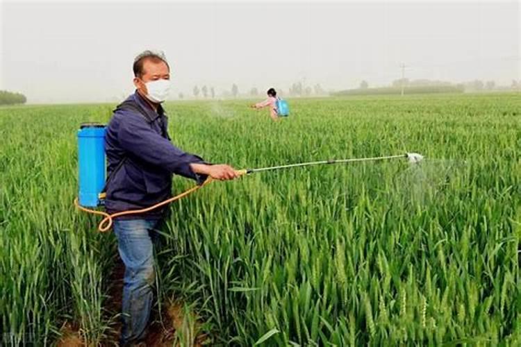 果树施硼肥怎么操作？果树施硼肥有什么用？