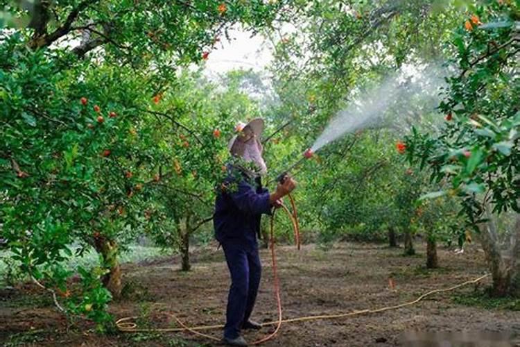飞防一亩地用多少尿素