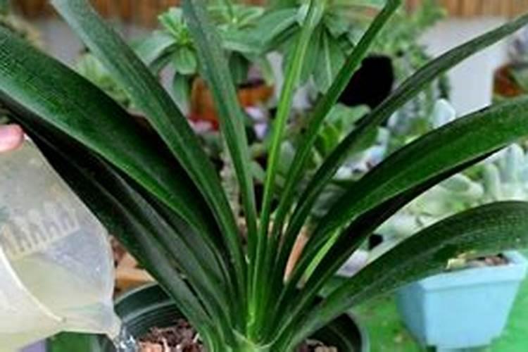 红薯宝宝叶面肥使用方法