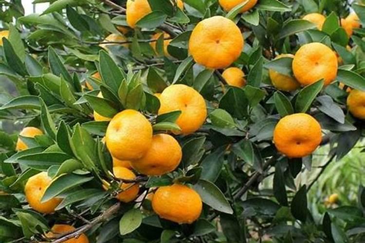 沃柑全年施肥时间表