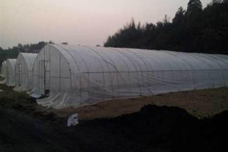 劲驼复合肥80斤价格