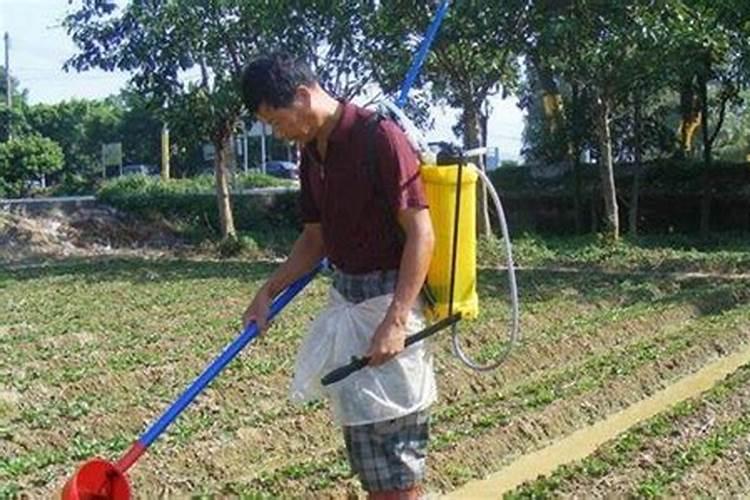 生姜种植时间,生姜应该如何施肥