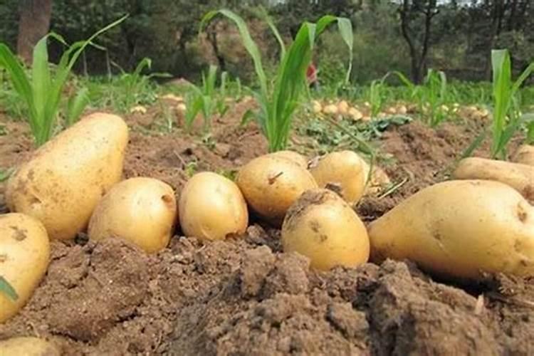 什么是纯硫基化肥