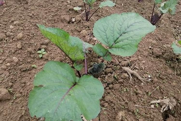 中秋节前后适合种什么菜？