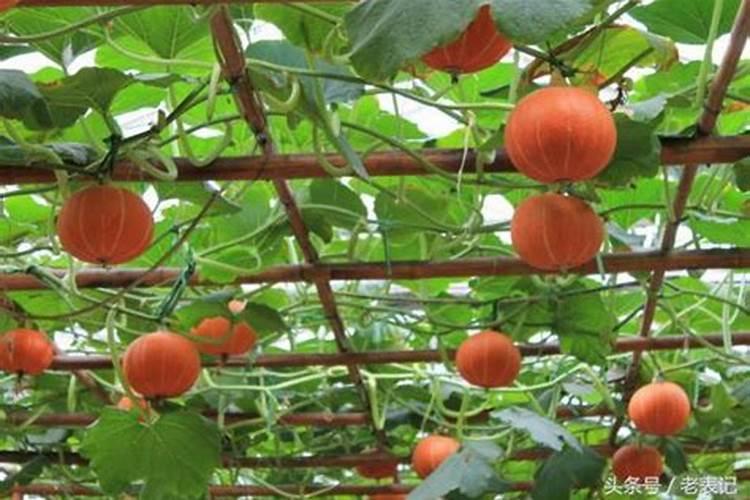 南瓜开花期要施什么肥增产呢