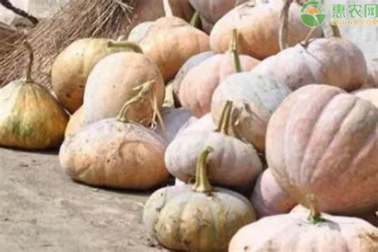 南瓜高产用什么肥料怎么施？