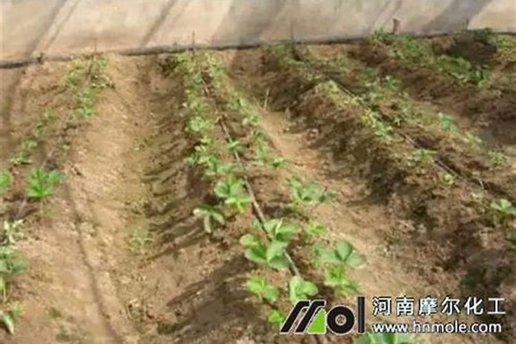 小麦叶面肥喷施温度多少合适？
