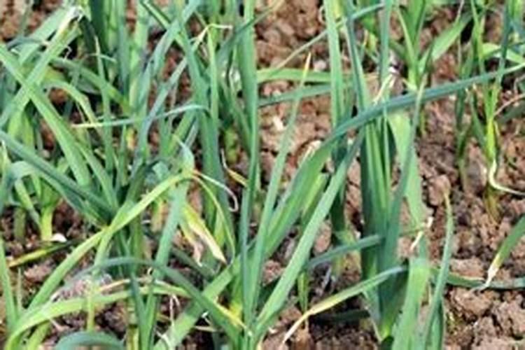 斑马豆的作用与功效