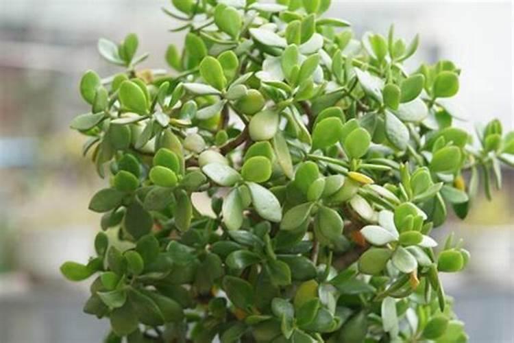 芸苔素注意事项