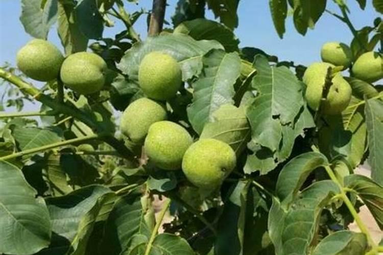 核桃土壤要求含有丰富的有机质,该施什么肥？