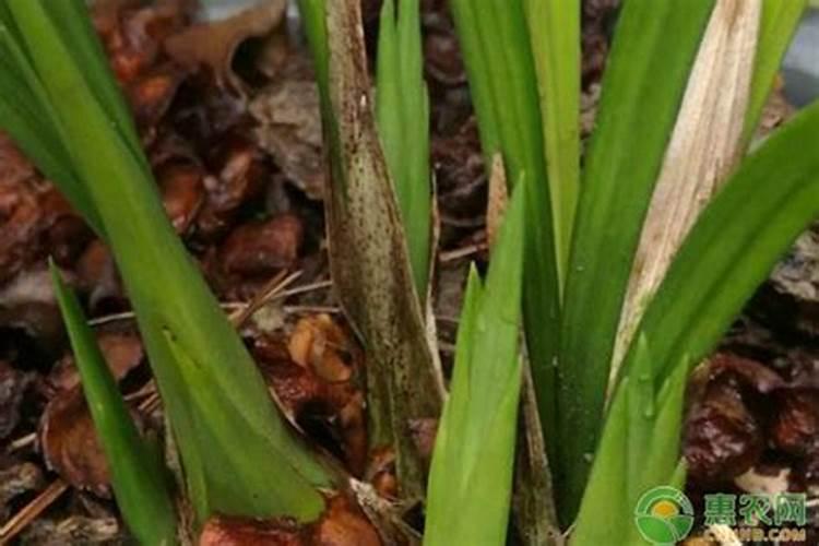 夏季怎么养墨兰叶子油绿