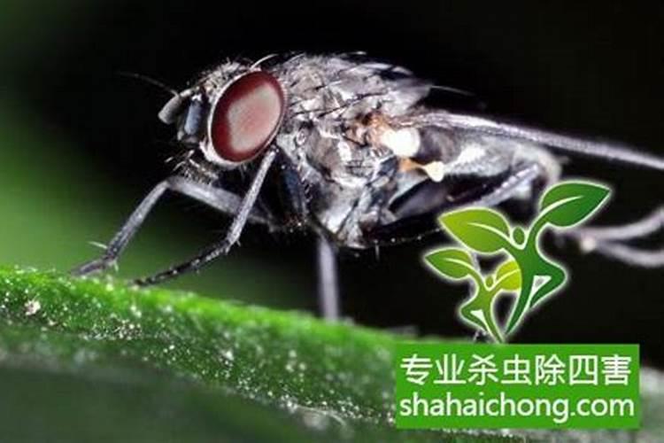 米兰什么时候施肥米兰什么时间施肥好