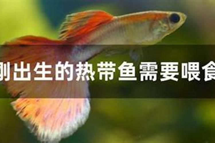 鱼塘施肥方法和注意事项