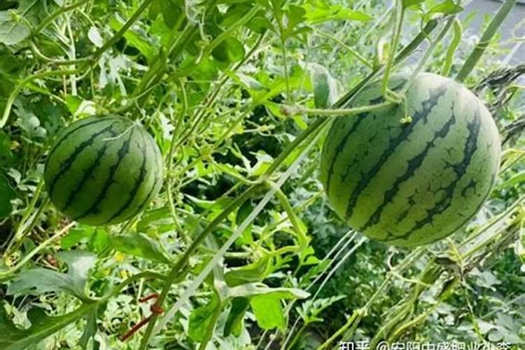 怎么自己发酵水溶肥