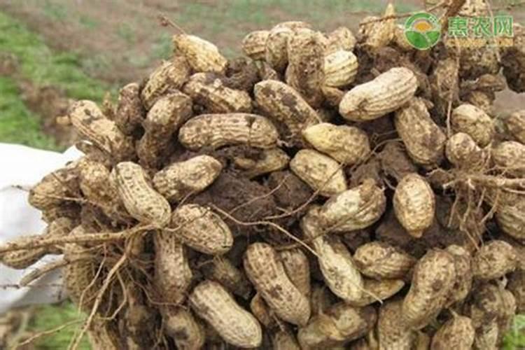 土豆可以用尿素施肥吗 开花前可以使用吗