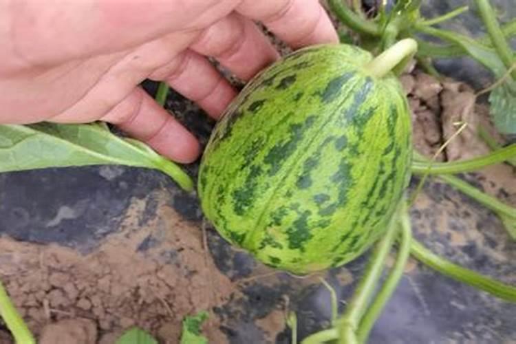 米兰用什么肥料最好