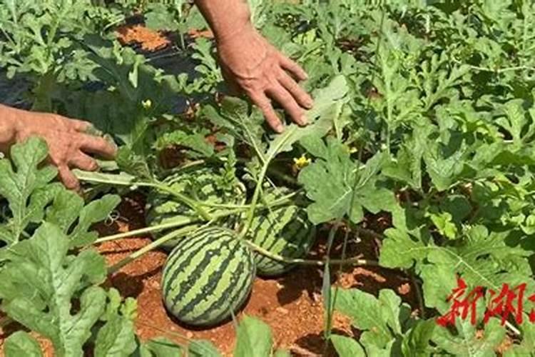 西瓜座果期用什么水溶肥效果好？西瓜结果期冲施什么肥料好？