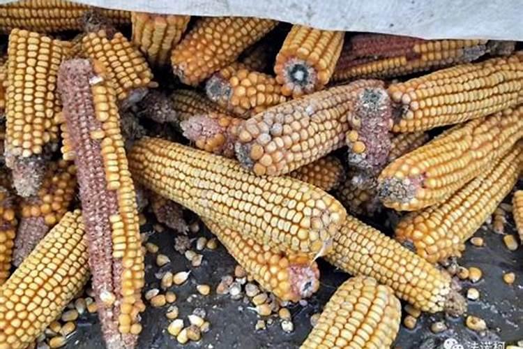 绿豆根腐病死棵率高,绿豆根腐病防治方法有什么？