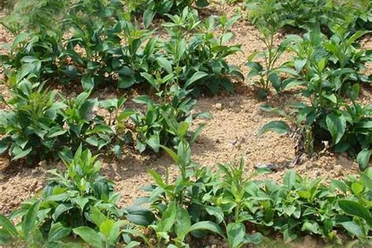 白术后期施肥最佳方法