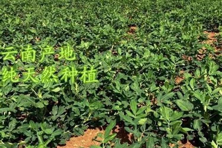 绣球无尽夏什么时候修剪 无尽夏秋天可以修剪吗