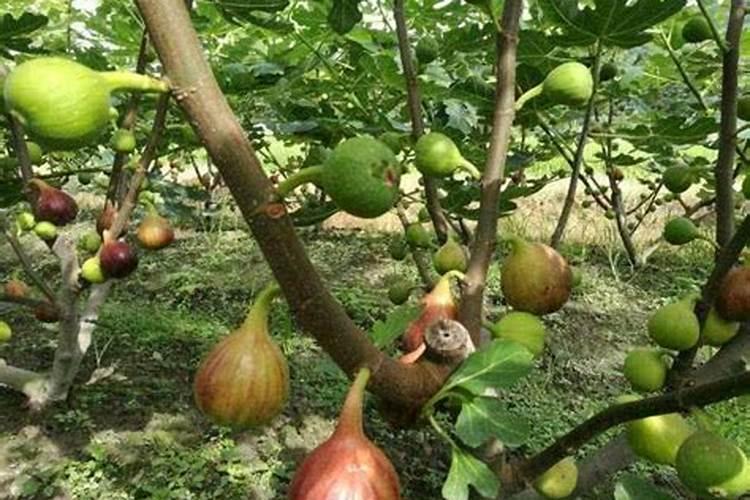 无花果施肥用什么肥料 施什么肥果实大