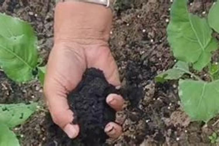 花卉叶面肥有哪些