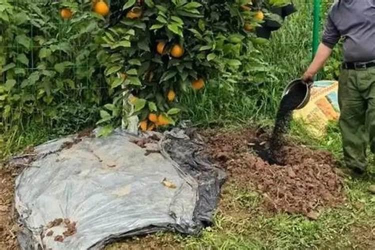 玉米生长需要磷肥吗