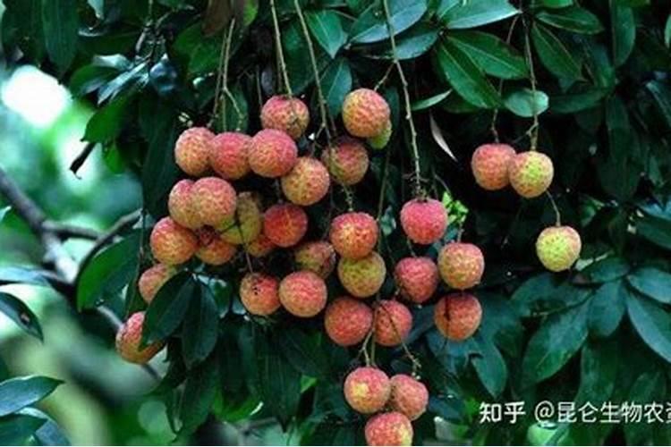 3月最好养的盆栽花卉 3月份养什么花