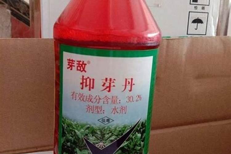 沙糖桔十二月还冒梢如何处理(明年挂果树)？